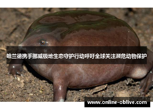 哈兰德携手挪威极地生态守护行动呼吁全球关注濒危动物保护